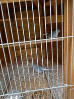 2 Jonge diamant duiven te koop waarschijnlijk witstuit, Dieren en Toebehoren, Vogels | Overige Vogels, Meerdere dieren, Tropenvogel