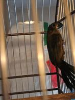 Twatwa sipa jongman geringd met dna, Mannelijk, Geringd