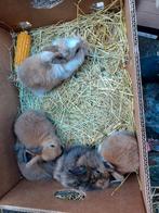 dwerg konijntjes, Dieren en Toebehoren, Konijnen, Meerdere dieren, Dwerg