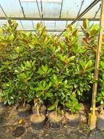 Magnolia Grandiflora - exclusieve groenblijvende magnolia, Tuin en Terras, Ophalen of Verzenden, Overige soorten, Struik, 100 tot 250 cm