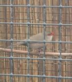 Gezocht: 2 poppen Sint Helenafazantjes, Dieren en Toebehoren, Vogels | Overige Vogels, Vrouwelijk, Tropenvogel