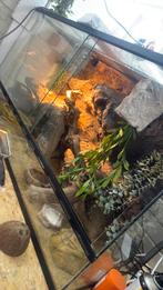 terrarium 120x60x50, Dieren en Toebehoren, Reptielen en Amfibieën | Toebehoren, Ophalen