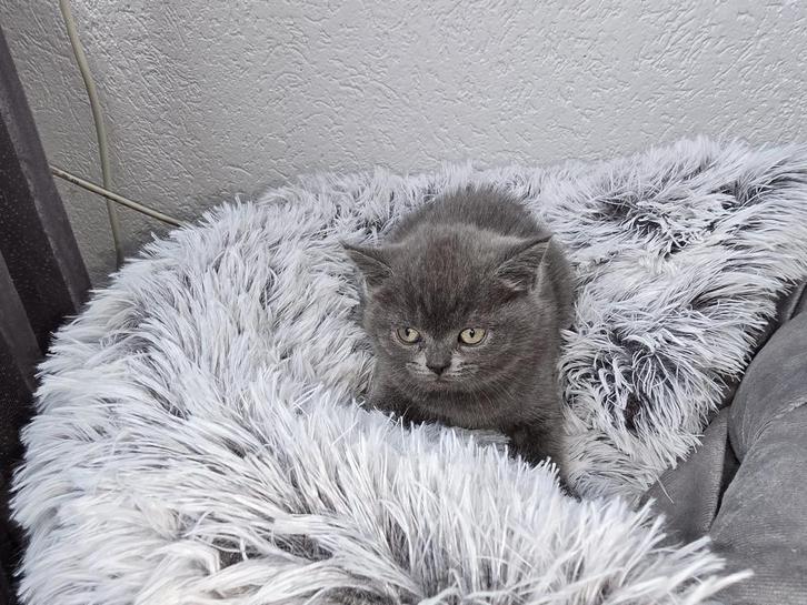 Scottish Straight, Dieren en Toebehoren, Katten en Kittens | Dekkaters, 0 tot 2 jaar