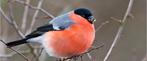 Gevraagd Europese goudvink man, Dieren en Toebehoren, Vogels | Overige Vogels, Mannelijk, Wildzangvogel
