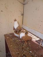 Syrië duiven, Dieren en Toebehoren, Vogels | Duiven, Meerdere dieren, Overige soorten