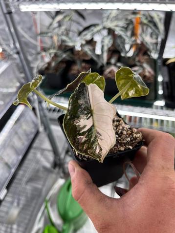 Alocasia Azlanii albo / pink variegata beschikbaar voor biedingen
