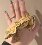 Wimpergekko vrouw RTB, Dieren en Toebehoren, Reptielen en Amfibieën, Hagedis, Tam, 3 tot 6 jaar