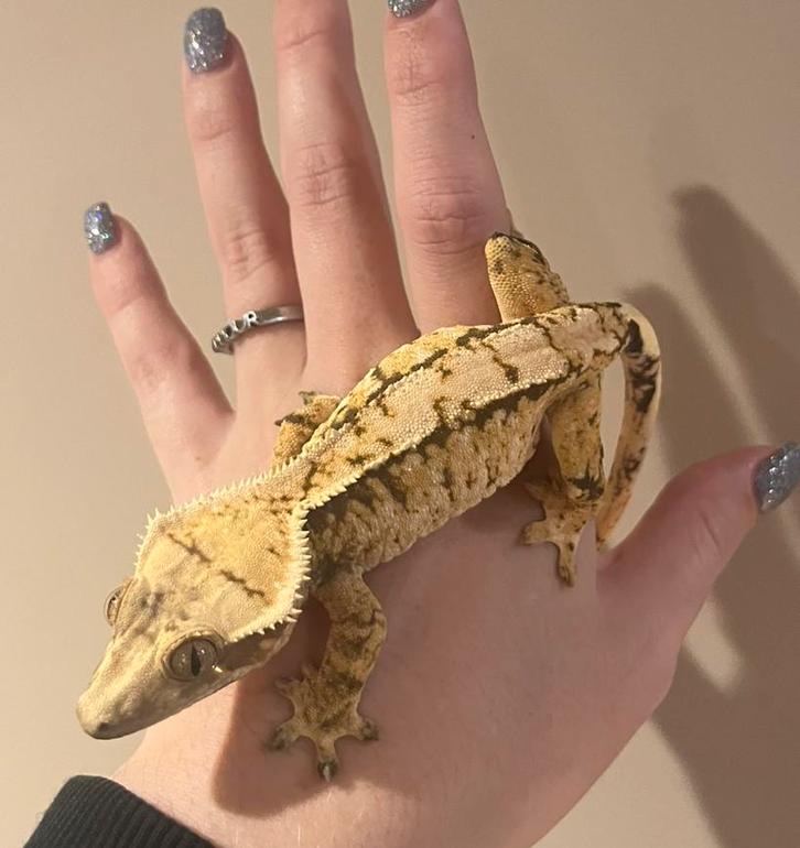 Wimpergekko vrouw RTB