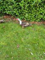 Muskuseenden, Dieren en Toebehoren, Meerdere dieren, Eend