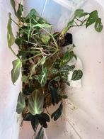 Meerdere bijzondere kamerplanten!, Huis en Inrichting, Kamerplanten, Overige soorten, Minder dan 100 cm, Groene kamerplant, Halfschaduw