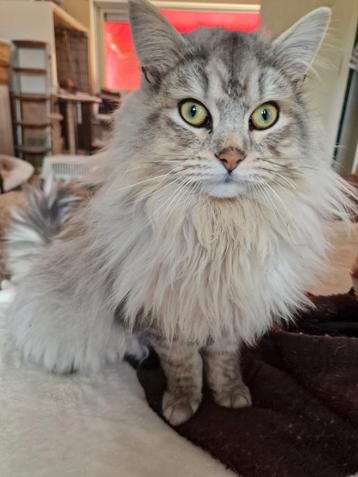 Siberische kater voor dekking.  beschikbaar voor biedingen