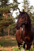 Cruzado ruin, Dieren en Toebehoren, Minder dan 160 cm, Ruin, Niet van toepassing, Ontwormd