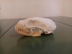 Schedel steenmarter taxidermie, Verzamelen, Dierenverzamelingen, Ophalen of Verzenden, Nieuw, Wild dier, Schedel