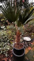 Trachycarpus wagnerianus - Windmolenpalm, Tuin en Terras, Bloeit niet, 100 tot 250 cm, Palmboom, Ophalen