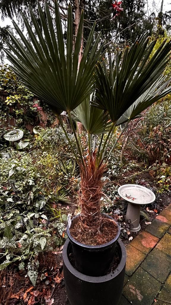 Trachycarpus wagnerianus - Windmolenpalm, Tuin en Terras, Planten | Bomen, Palmboom, 100 tot 250 cm, Volle zon, Bloeit niet, In pot