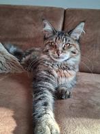 Maine coon kitten, Dieren en Toebehoren, Katten en Kittens | Raskatten | Langhaar, Poes, Ontwormd, 0 tot 2 jaar