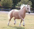 Verzorgpony gezocht in Montfoort, Ophalen