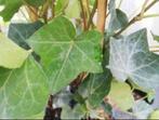 Hedera Hibernica te koop 50-70 cm, Tuin en Terras, Planten | Tuinplanten, Ophalen