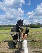 Verzorgpony/bijrijdpony gezocht!!!, Dieren en Toebehoren, Ophalen of Verzenden, Nieuw