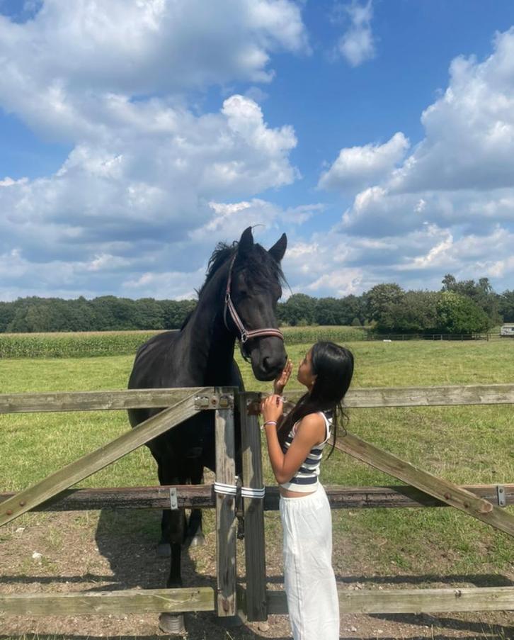 Verzorgpony/bijrijdpony gezocht!!!, Dieren en Toebehoren, Paarden en Pony's | Dekens en Dekjes, Nieuw, Ophalen of Verzenden