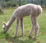 Mooi light fawn alpaca merrieveulen te koop, Dieren en Toebehoren, Overige Dieren, Juni, Vrouwelijk