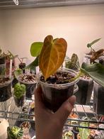 Anthurium crystallinum silver/ red spiderXforgetti, Ophalen, Halfschaduw, Minder dan 100 cm