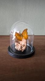 Opgezette vlinder, Verzamelen, Dierenverzamelingen, Ophalen of Verzenden, Nieuw, Insect, Opgezet dier