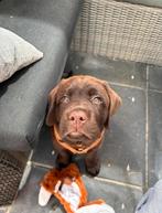 Labrador reu van 5 maanden – met stamboom, Rabiës (hondsdolheid), 15 weken tot 1 jaar, Reu, Labrador retriever