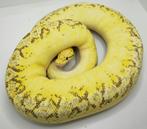 2019: 0.1 Spider pastel freeway (2000+ gram), Slang, Tam, 3 tot 6 jaar