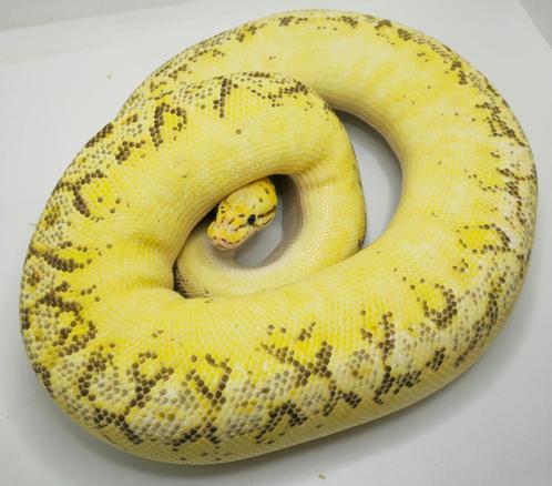 2019: 0.1 Spider pastel freeway (2000+ gram), Dieren en Toebehoren, Reptielen en Amfibieën, Slang, 3 tot 6 jaar, Tam