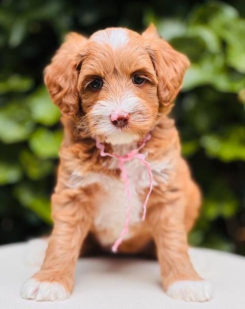 De liefste Australian Labradoodle puppy’s, Dieren en Toebehoren, Honden | Retrievers, Spaniëls en Waterhonden, Meerdere dieren