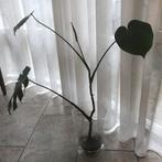 Monstera Deliciosa, Gatenplant, Ophalen, Overige soorten, Halfschaduw, Minder dan 100 cm