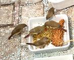 Binsenastrildes roodkop jongen, Meerdere dieren, Tropenvogel