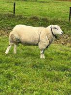 Swifter stamboek dekram, Dieren en Toebehoren, Februari, Mannelijk