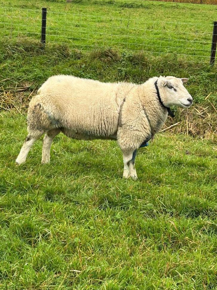 Swifter stamboek dekram, Dieren en Toebehoren, Overige Dieren, Mannelijk, Februari