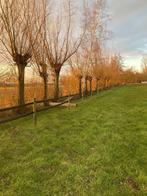 Goedkoper een boom poten ?  Dat kan niet, Overige soorten, 250 tot 400 cm, Zomer, Ophalen