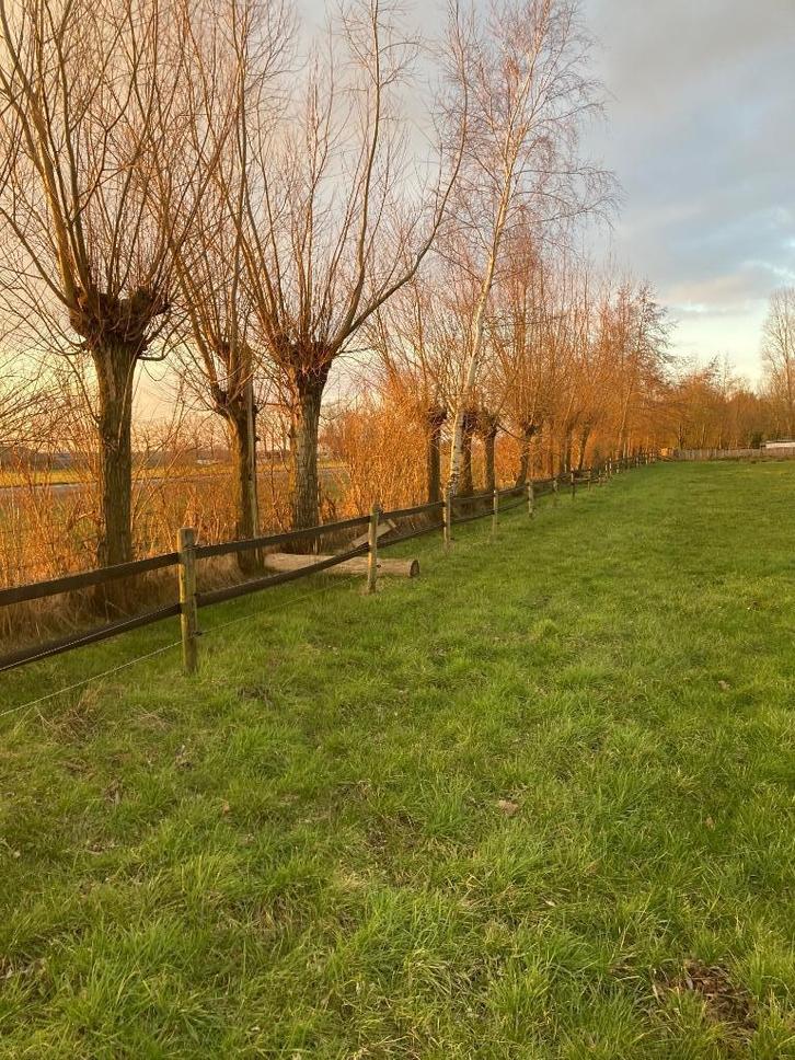Goedkoper een boom poten ?  Dat kan niet, Tuin en Terras, Planten | Bomen, Overige soorten, 250 tot 400 cm, Volle zon, Zomer, Ophalen