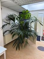 Mooie grote palm in inclusief antraciet kunststof pot., Huis en Inrichting, Kamerplanten, Palm, 150 tot 200 cm, Halfschaduw, In pot