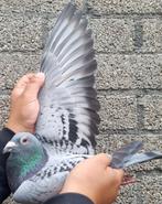 Postduif 100% Heremans-Ceusters., Dieren en Toebehoren, Vogels | Duiven, Mannelijk, Postduif