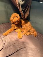 Mini Australian Labradoodle, Dieren en Toebehoren, Overige rassen, 8 tot 15 weken, Meerdere, Meerdere dieren