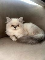 Perzische LH x Britse KH Kittens – Klaar om te verhuizen!, Dieren en Toebehoren, Katten en Kittens | Raskatten | Langhaar, Meerdere dieren