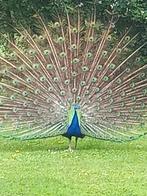 pauwen, Dieren en Toebehoren, Meerdere dieren, Tropenvogel, Tam