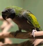 Tamme Derbyand Parkiet, Meerdere dieren, Tropenvogel