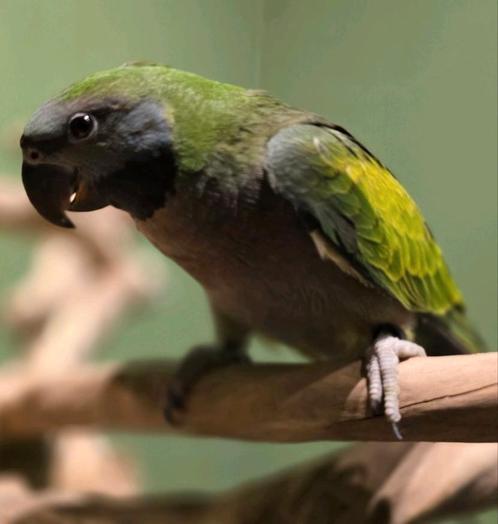 Tamme Derbyand Parkiet, Dieren en Toebehoren, Vogels | Overige Vogels, Tropenvogel, Meerdere dieren