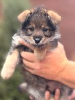 Pomsky puppy, Dieren en Toebehoren, Honden | Chihuahua's en Gezelschapshonden, Rabiës (hondsdolheid), 8 tot 15 weken, Eén hond