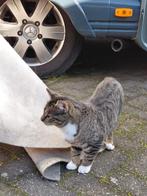 Kittens, Dieren en Toebehoren, Katten en Kittens | Overige Katten, Meerdere dieren, 0 tot 2 jaar