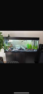 Juwel rio 240, Dieren en Toebehoren, Vissen | Aquaria en Toebehoren, Ophalen, Zo goed als nieuw, Gevuld zoetwateraquarium