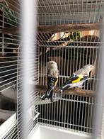 Majoor Putters 2025, Dieren en Toebehoren, Meerdere dieren, Wildzangvogel, Geringd