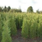 Thuja Brabant conifeer, Tuin en Terras, Planten | Tuinplanten, Ophalen, Bloeit niet, Overige soorten, Volle zon