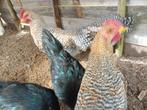 Hanen Bielefelder en Australorp, Dieren en Toebehoren, Pluimvee, Mannelijk, Kip
